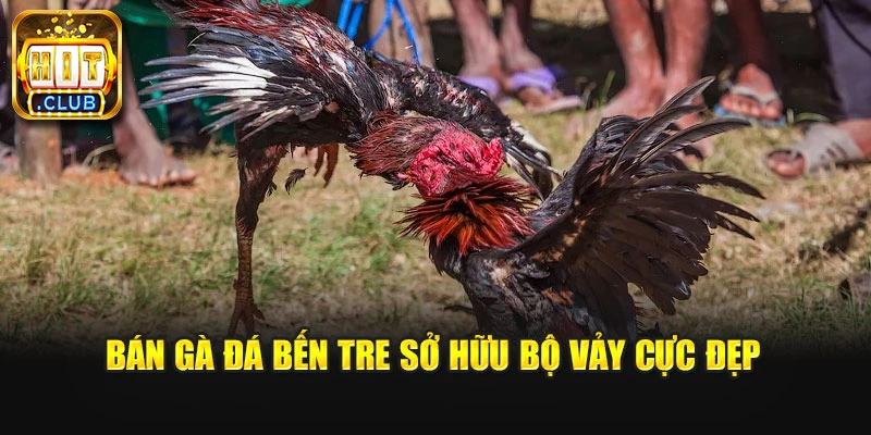 Bán gà đá Bến Tre sở hữu bộ vảy cực đẹp