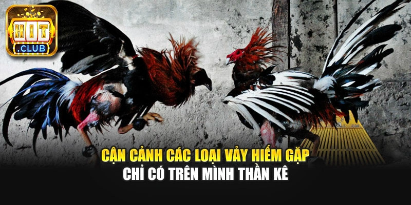 Cận cảnh các loại vảy hiếm gặp chỉ có trên mình thần kê