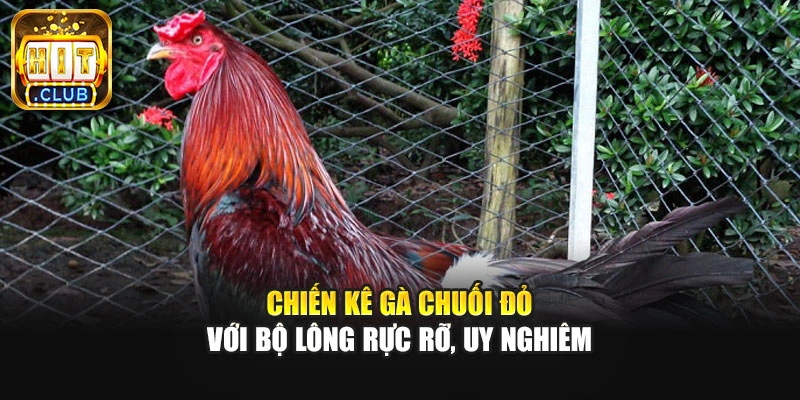 Chiến kê gà chuối đỏ với bộ lông rực rỡ, uy nghiêm