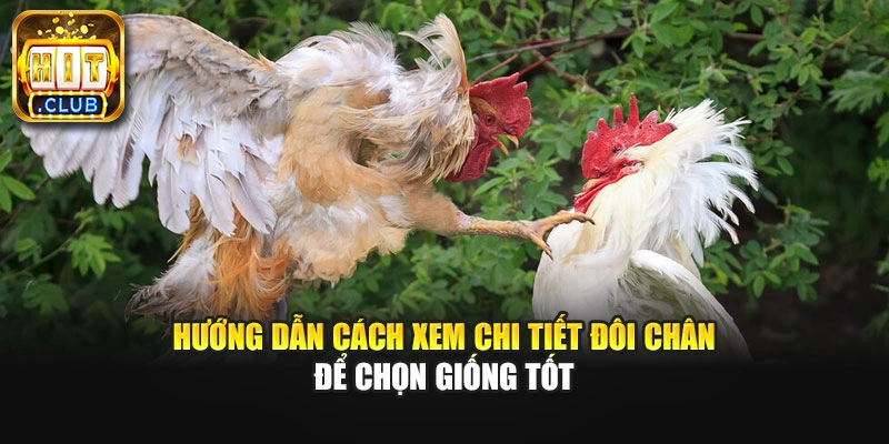 Hướng dẫn cách xem chi tiết đôi chân để chọn giống tốt