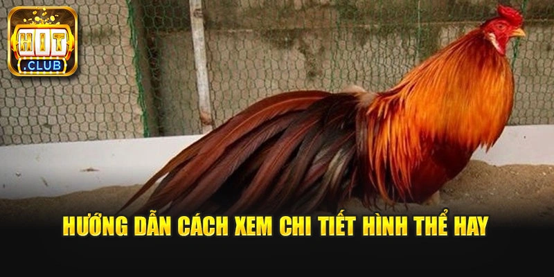 Hướng dẫn cách xem chi tiết hình thể hay