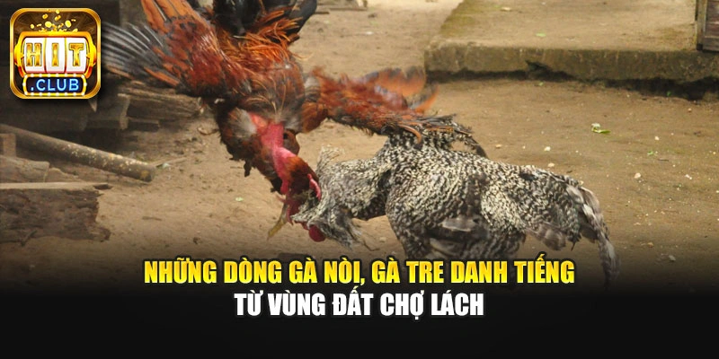 Những dòng gà nòi, gà tre danh tiếng từ vùng đất Chợ Lách
