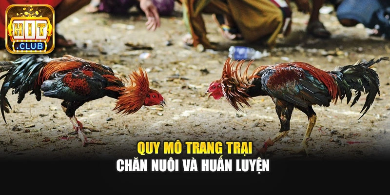 Bán gà đá Bến Tre sở hữu bộ vảy cực đẹp